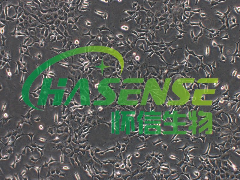 293T-人胚腎細(xì)胞