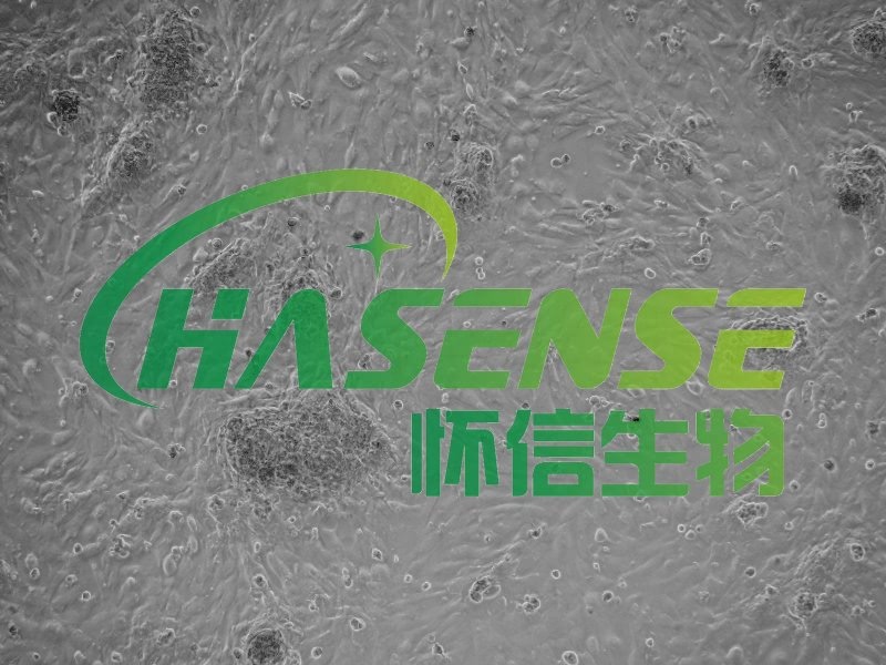 小鼠Ⅱ型肺泡上皮細胞