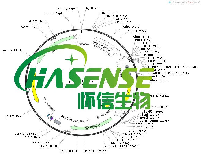 載體構(gòu)建服務(wù)