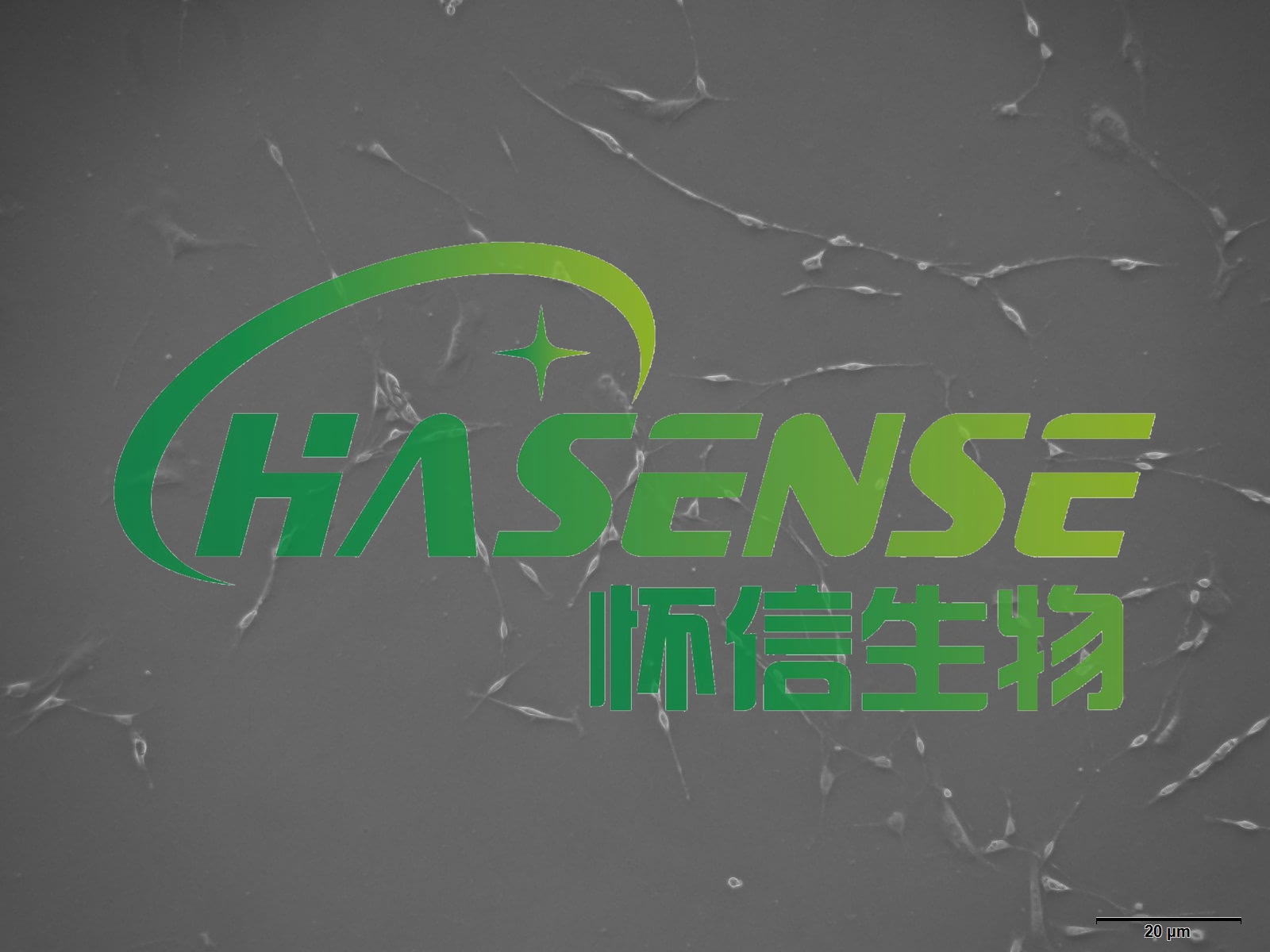 海馬神經(jīng)元細(xì)胞